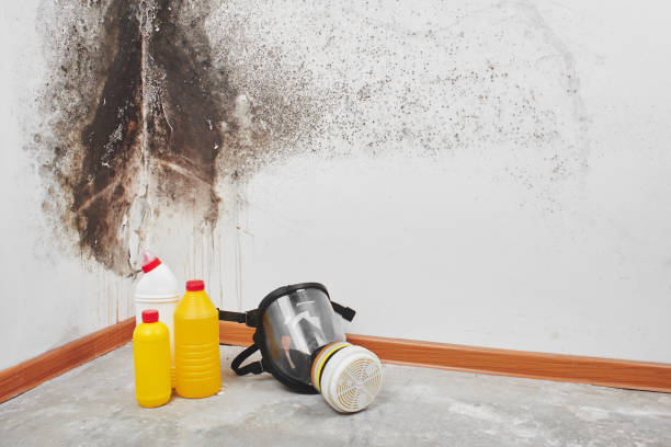 Mold Removal Process in Ferndale, WA