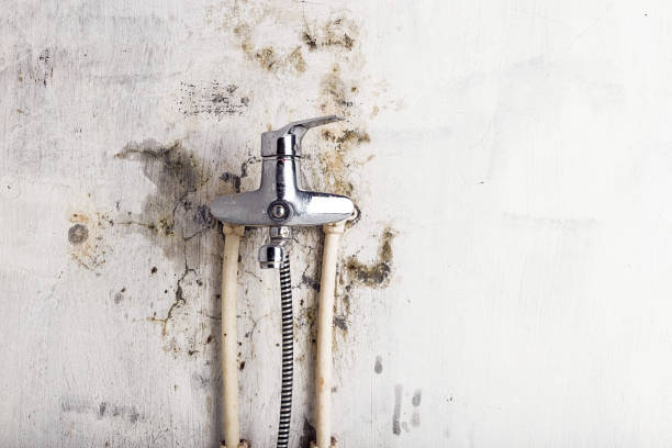 Best Mold Testing  in Ferndale, WA