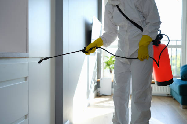 Best Home Mold Removal  in Ferndale, WA