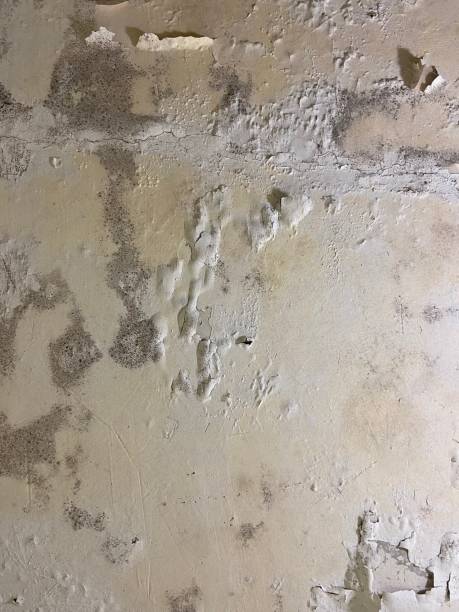 Best Mold Inspection  in Ferndale, WA