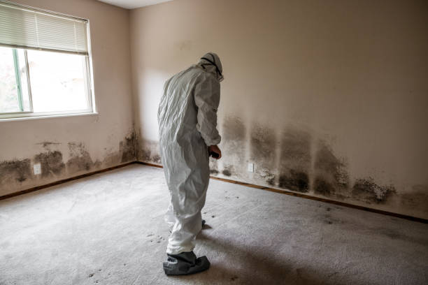 Best Best Mold Removal Companies  in Ferndale, WA