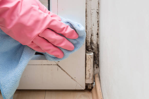 Best Commercial Mold Removal  in Ferndale, WA