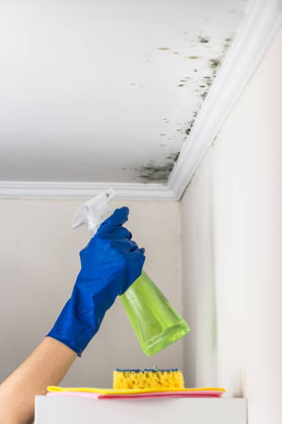 Best Fast Mold Removal  in Ferndale, WA