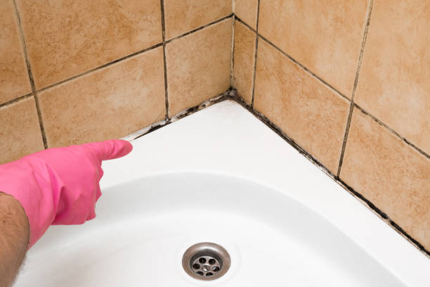 Best Mold Removal Process  in Ferndale, WA